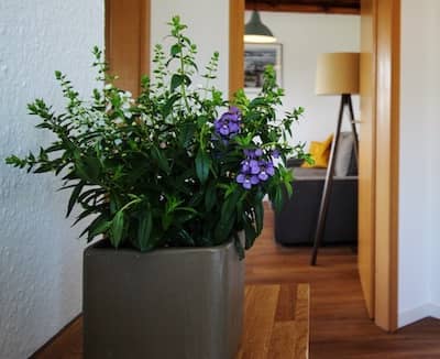 Blumentopf und Wohnzimmer im Hintergrund