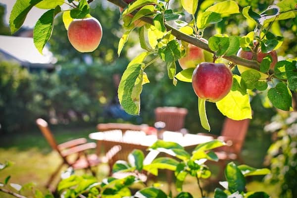 Apfelbaum mit Sitzgruppe im Hintergrund