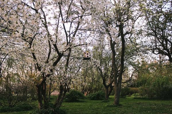 Obstbäume in der Blütezeit