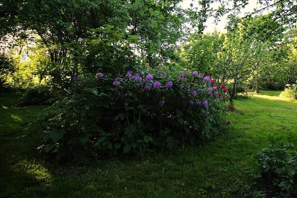Gartenansicht auf Dahlien