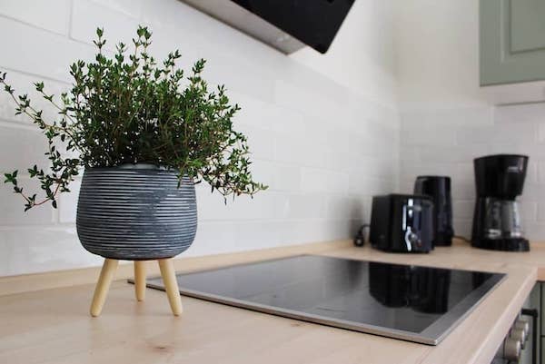 Große Wohnung - Topf mit Kräutern in der Küche